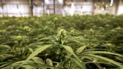 ລາຍການກະຈາຍສຽງຂອງວີໂອເອ ລາວ: ທັງ ທ່ານ ທຣຳ ແລະ ທ່ານ ໄບເດັນ ມີຄວາມລະມັດລະວັງ ແລະຄຸມເຄືອ ໃນເລື້ອງຈຸດຢືນຕໍ່ບັນຫາເລື້ອງກັນຊາ