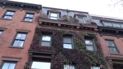 Живые стены Бруклина