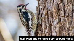 Красноголовый меланерпес (он же красноголовый дятел) в Техасе