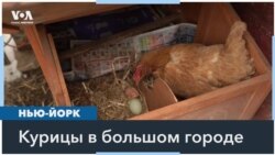 Яичный коллапс в США 