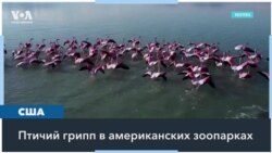 Птичий грипп добрался до зоопарков 