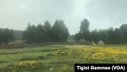 Faayilii - Baadiyyaa Salaalee, Shawaa Kaabaa, Oromiyaa